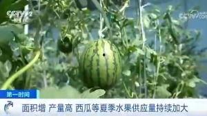 朝阳吃瓜群众今日吃瓜,今日吃瓜群众热议焦点