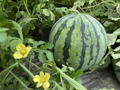 最新吃瓜今日吃瓜新闻,揭秘最新吃瓜新闻背后的真相与幕后故事