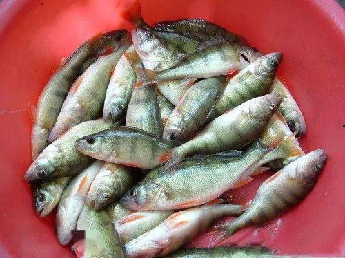 黑瓜能和鱼一起吃吗,探究能否共食的饮食奥秘
