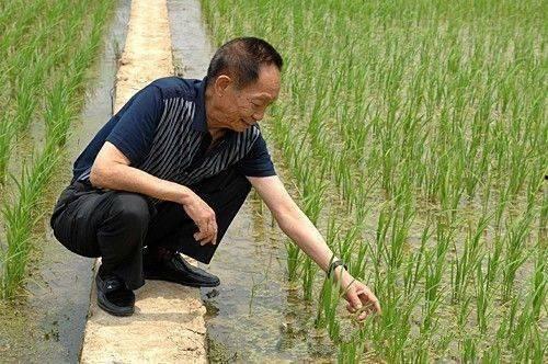 吃瓜爆料袁隆平视频播放,揭秘杂交水稻背后的故事