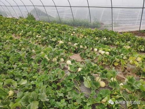 17吃瓜爆料17官网,独家爆料，热点事件一网打尽