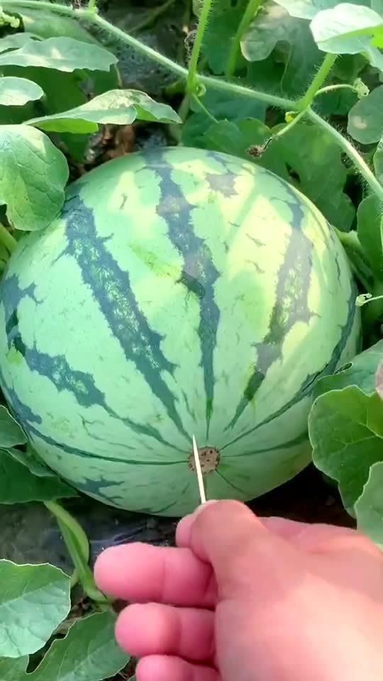 近期的热门的瓜,揭秘明星背后的惊人真相！