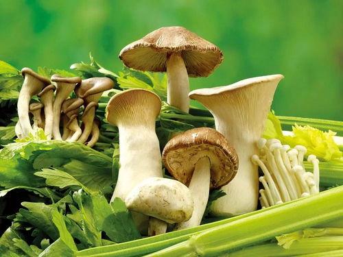 17cg吃瓜官网黑料蘑菇,揭秘网络八卦背后的真相