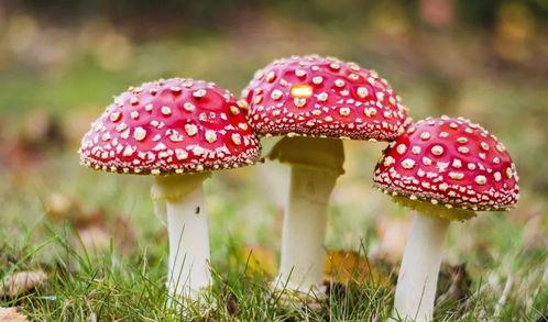 17cg吃瓜官网黑料蘑菇,揭秘网络八卦背后的真相