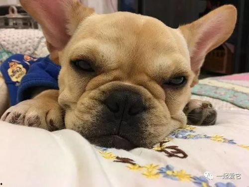 小明星网红狗狗,萌态可掬，圈粉无数