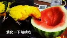 吾爱吃瓜今日吃瓜入口,今日吃瓜入口，揭秘娱乐圈新鲜事