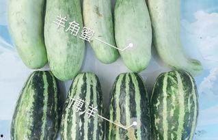 今日平远瓜价格,新鲜瓜果价格走俏，市民抢购热潮涌动”