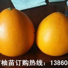 佛手瓜热门文案,大自然的馈赠，健康生活的必备佳品