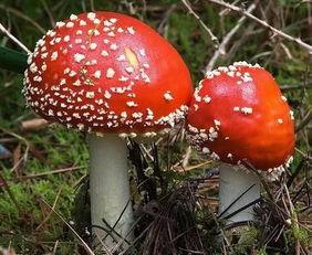 51热门大瓜蘑菇,蘑菇事件揭秘，真相令人震惊