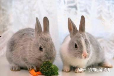 吃瓜巴兔爆料准吗,揭秘事件真相，准确度如何？