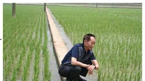 明星网红看袁隆平,从明星网红视角看农业巨匠的传奇人生