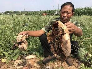 蔚县热门吃瓜事件,揭秘当地热门事件背后的真相与争议