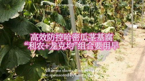 上热门哈密瓜,哈密瓜新鲜上市，尽享甜蜜滋味