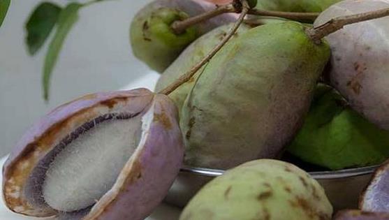 八月瓜的黑籽可以吃吗,可食用之谜揭秘