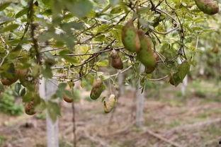 八月瓜的黑籽可以吃吗,可食用之谜揭秘