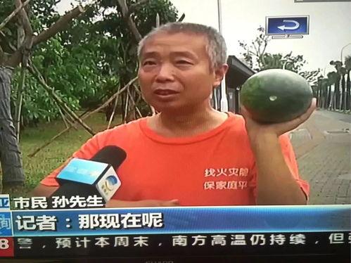 山东吃瓜热门事件,一场吃瓜群众的狂欢与反思