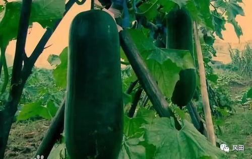 高瓜全都是黑的可以吃吗,能否放心食用？”