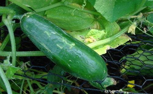 高瓜全都是黑的可以吃吗,能否放心食用？”