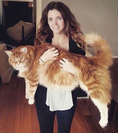 胖猫明星网红,萌态可掬，网络人气爆棚