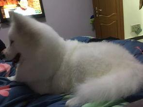 明星网红的狗狗,萌宠界的明星风采