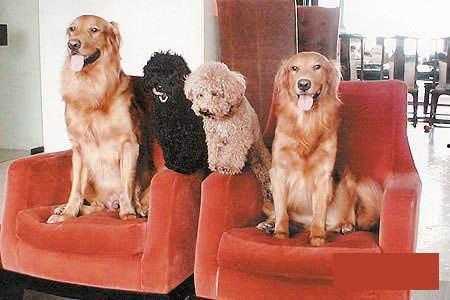 明星网红的狗狗,萌宠界的明星风采