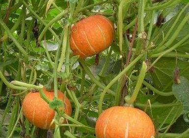 糖尿病吃黑瓜有用吗女性,天然食疗新选择