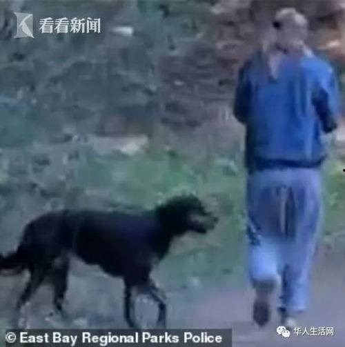 黑犬咬人白犬吃瓜视频在线观看,一场网络视频的意外爆红