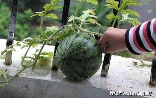 吃的黑西瓜子什么瓜结的,揭秘结出黑籽的神秘瓜种