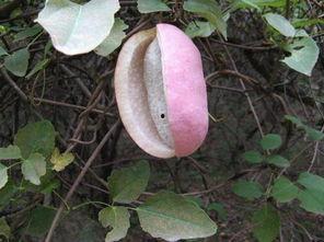 八月瓜黑仔能吃吗怎么吃,美味与营养的完美结合