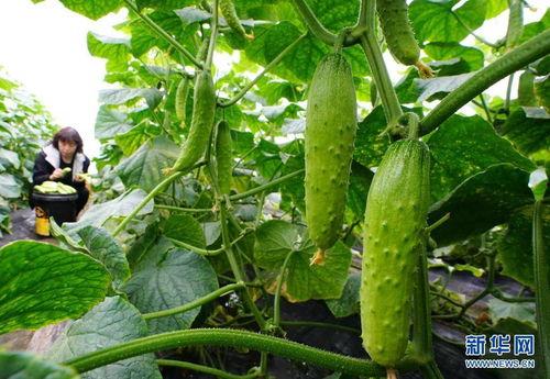 小马拉大车黑料吃瓜,揭秘娱乐圈黑料背后的真相与吃瓜群众的热议