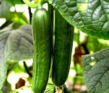 吃黑刺瓜的好处是什么意思